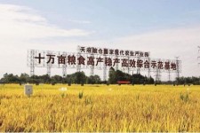 如东关于成都商务伴游外围雇用的信息